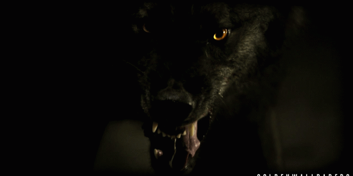 1280x720 Black Wolf Wallpaper - Angry Black Wolf (#129875) - HD Wallpaper