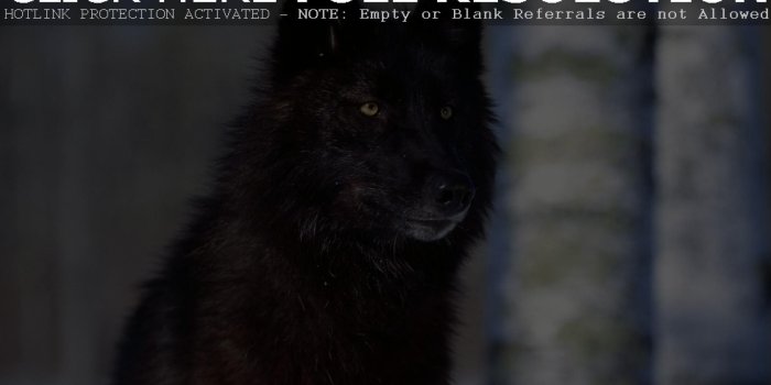 1920x1200 Black Wolf Wallpaper (59+), Download 4K Wallpapers For Free
