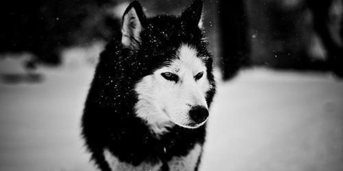 1920x1200 10 New Black Wolf Wallpaper 1920X1080 FULL HD 1920×1080 For PC