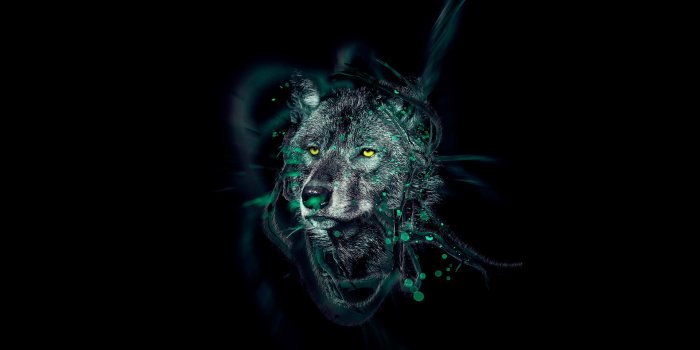 1920x1200 Cool Black Wolf Wallpaper #75NK2P5 | MarkInternational.info