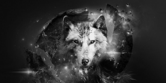 2560x1600 Black Wolf Wallpaper(59+) Wallpaper Collections