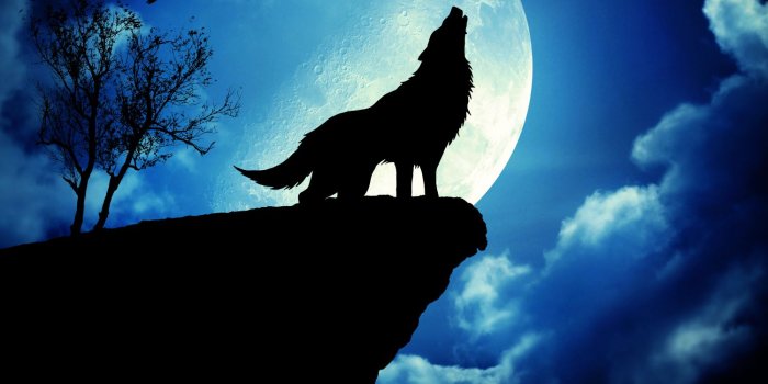 1500x1000 Cool Wolf Backgrounds on WallpaperGet.com