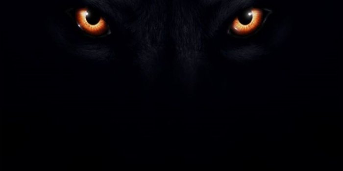 744x1392 Good Desktop Black Wolf Images Download of The Day | Pomelo Tapet