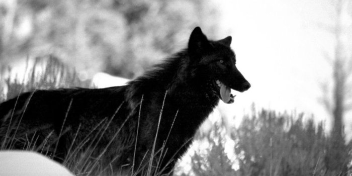 1024x768 black wolf wallpapers - HD Desktop Wallpapers | 4k HD