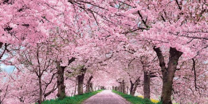 1920x1080 Cherry Blossom Desktop Wallpaper ·① WallpaperTag