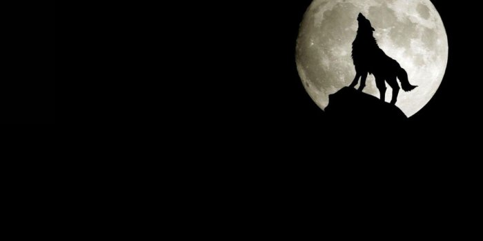 1280x800 Cool Black Wolf Wallpaper 1280x800 px