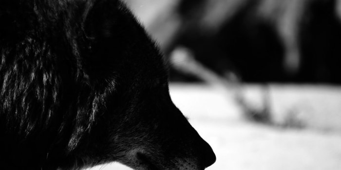 1920x1200 Amazing Black Wolf wallpaper | 1920x1200 | #11335