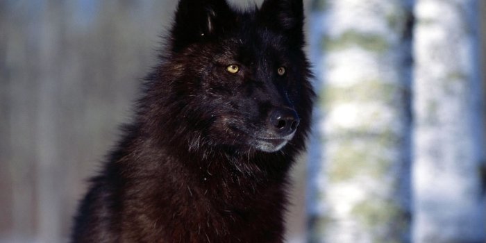 1920x1200 Black wolf wallpaper hd Gallery
