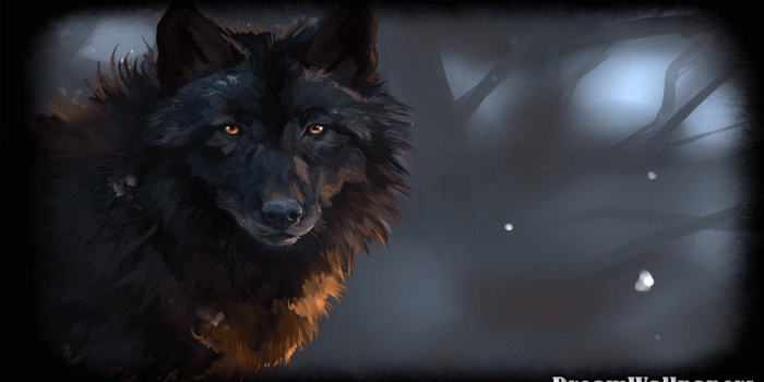 1280x720 Black Wolf Wallpaper 2.6 APK Download - Android Personalization Apps