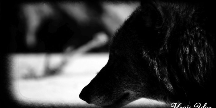 1280x720 Black Wolf Wallpaper for Android - APK Download