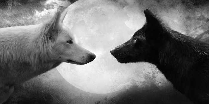 1920x1080 Wolf - White Vs Black Wolf (#129942) - HD Wallpaper Download