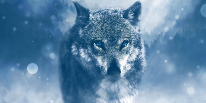 2048x1536 Daytime, Snout, Wolf, Freezing, Black Wolf Wallpaper for IPad, Air