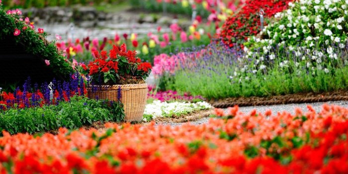 1920x1200 Wallpaper's Collection: «Flower Garden Wallpapers»