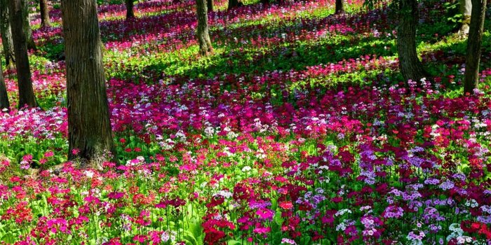 1920x1080 Beautiful Gardens With Pink | Beautiful Multi Colored Flower Garden