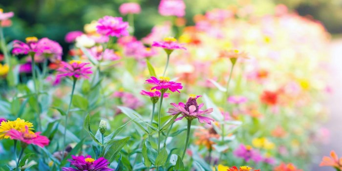 1920x1080 17736 flower landscape wallpaper