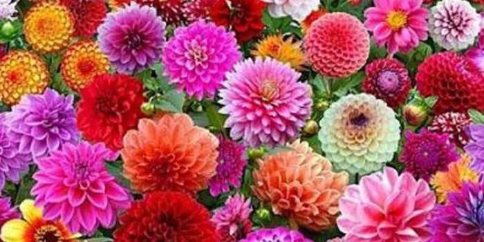 750x1334 Garden Flowers iPhone 7 Wallpaper [750x1334]