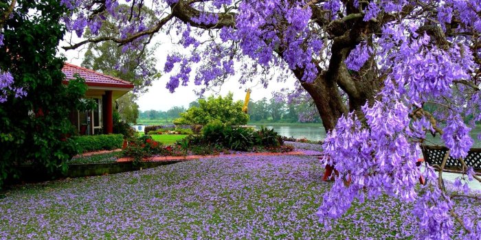 1920x1080 Flower Garden Wallpapers | Best Wallpapers