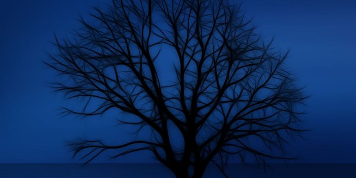 1080x1920 Blue Tree Cool Samsung Galaxy S7 Wallpaper