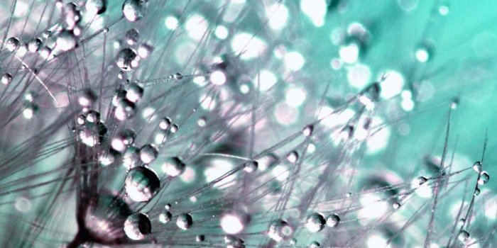 1600x2560 nature backgrounds for kindle fire hd 8 | Download Dew Drops on