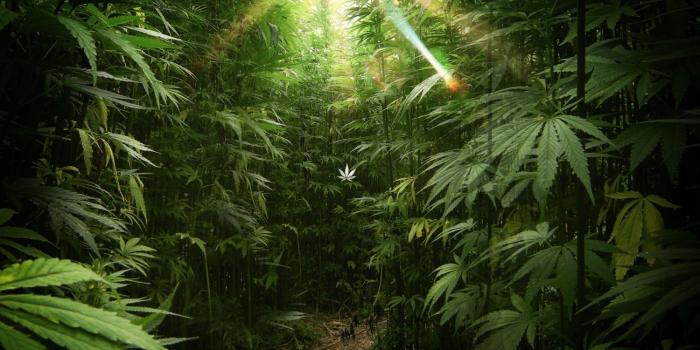 1500x1007 Weed | 110 Wallpapers