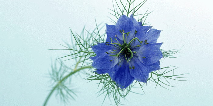 1600x1200 50+] Good Morning Wallpapers Download on WallpaperSafari