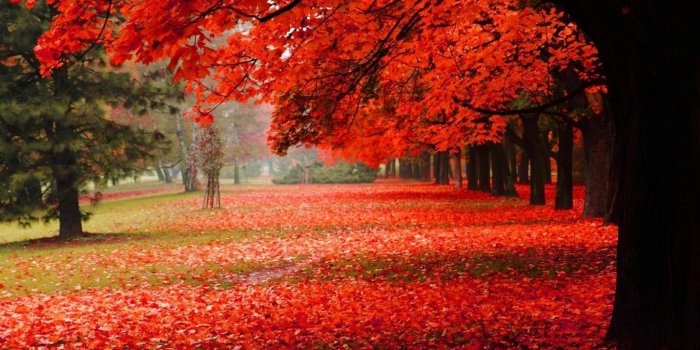 1366x768 25+ Fall Wallpapers, Backgrounds, Images, Pictures | Design Trends
