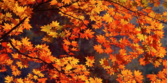 1440x900 Autumn tints - Beautiful Fall leaves Widescreen wallpapers 1440x900