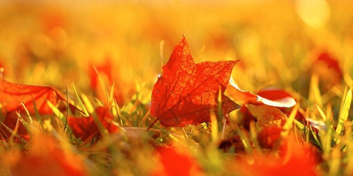 1440x900 Beautiful fall wallpapers - SF Wallpaper