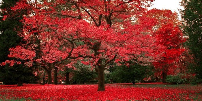 1920x1080 Beautiful fall wallpaper Gallery