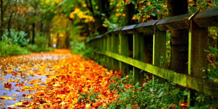 1920x1200 Beautiful fall wallpaper - SF Wallpaper