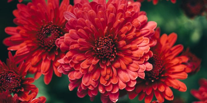 2122x1415 41+] Beautiful Fall Flowers Wallpaper on WallpaperSafari