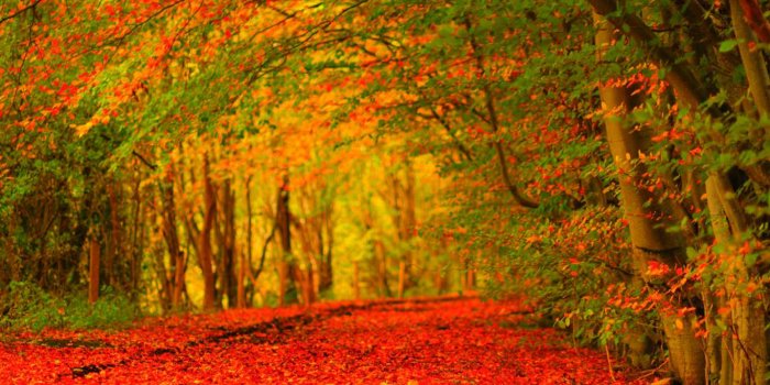 1366x768 25+ Autumn Wallpapers, Backgrounds, Images, Pictures | Design Trends