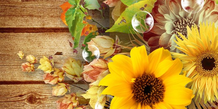 1920x1080 Mobile Compatible, Beautiful Fall Flowers