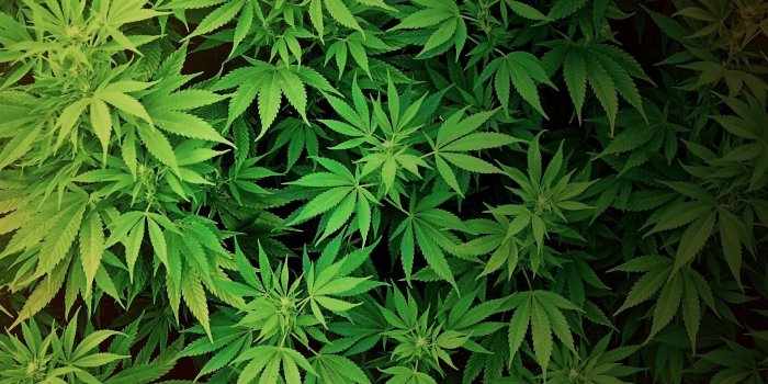 1920x1080 Aesthetic Wallpaper Weed – Free Download Wallpaper