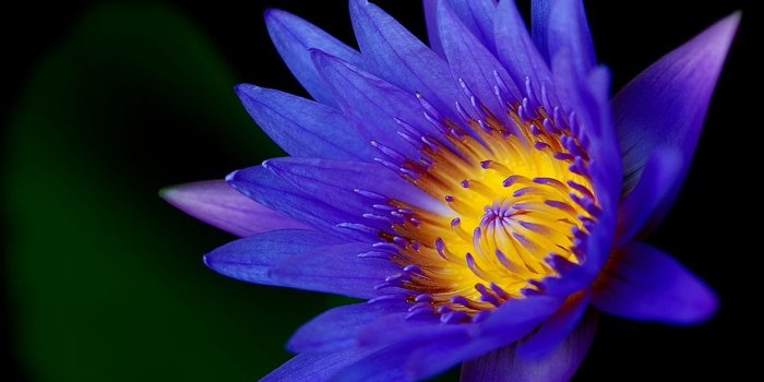 3840x2400 Lotus Flower Dark Blue Color Hd Wallpapers For Mobile Phones And