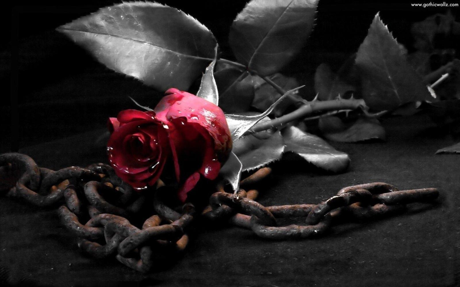 1920x1200 67+ Gothic Roses Wallpapers on WallpaperPlay