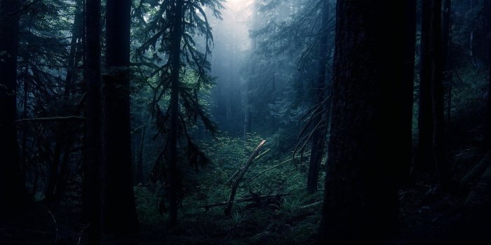 1920x1080 Dark Forest | Dark Forest Wallpapers20 |HD Wallpapers Fan | Full HD