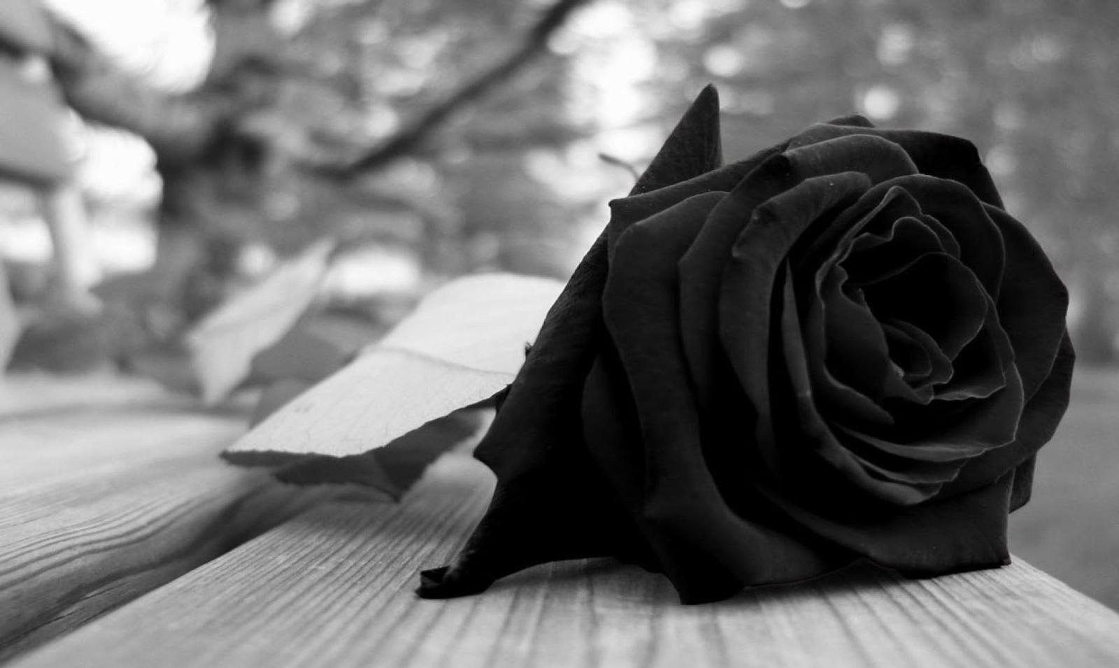 1920x1146 Gothic Roses Wallpapers - Top Free Gothic Roses Backgrounds