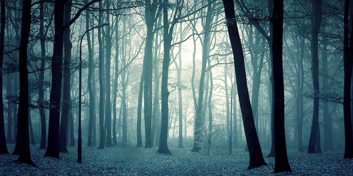 1600x1200 Scary Forest Wallpapers #6885450