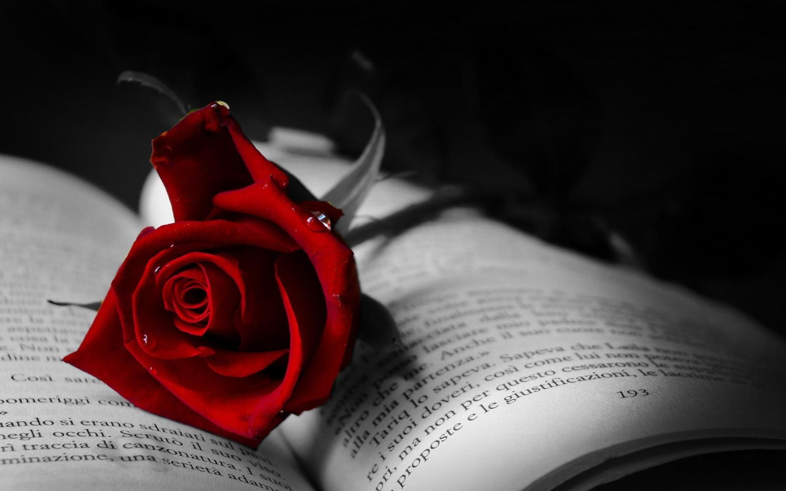 2560x1600 Gothic Roses Wallpapers - Top Free Gothic Roses Backgrounds