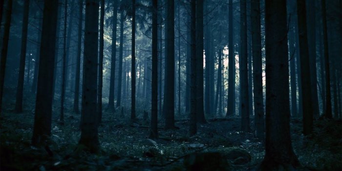 1280x720 DARK FOREST - Dark Ambient Creepy Horror Windy Stalker Music | rrdr