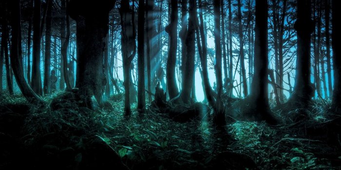 1920x1080 Fantasy forest wallpapers 1920x1080 Full HD (1080p) desktop backgrounds