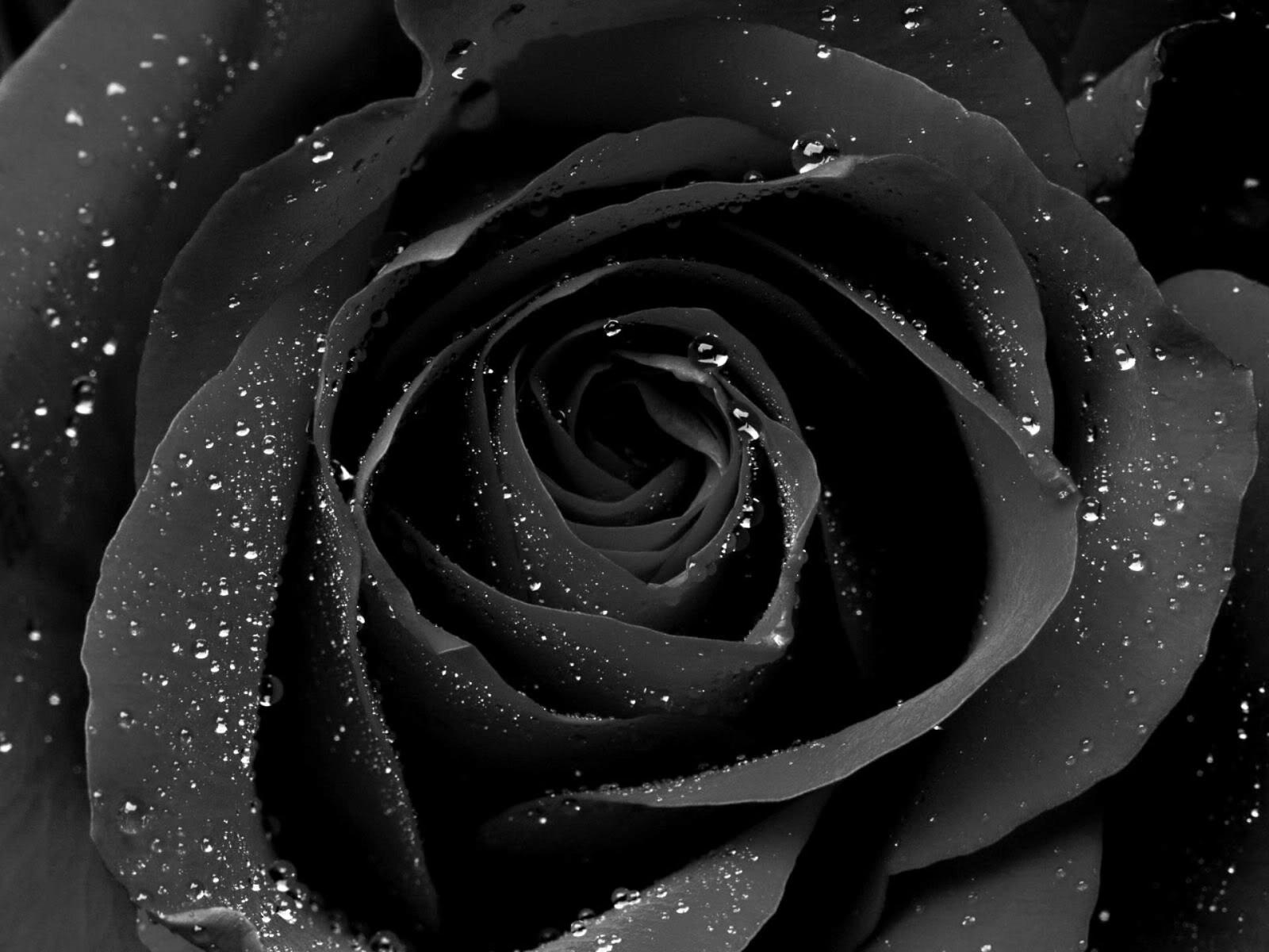 1920x1440 Gothic Black Rose Best Wallpaper 08801 - Baltana