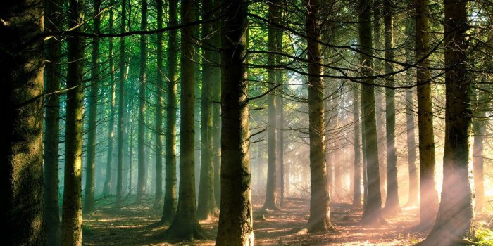 1920x1200 Pine Forest Wallpapers - Top Free Pine Forest Backgrounds