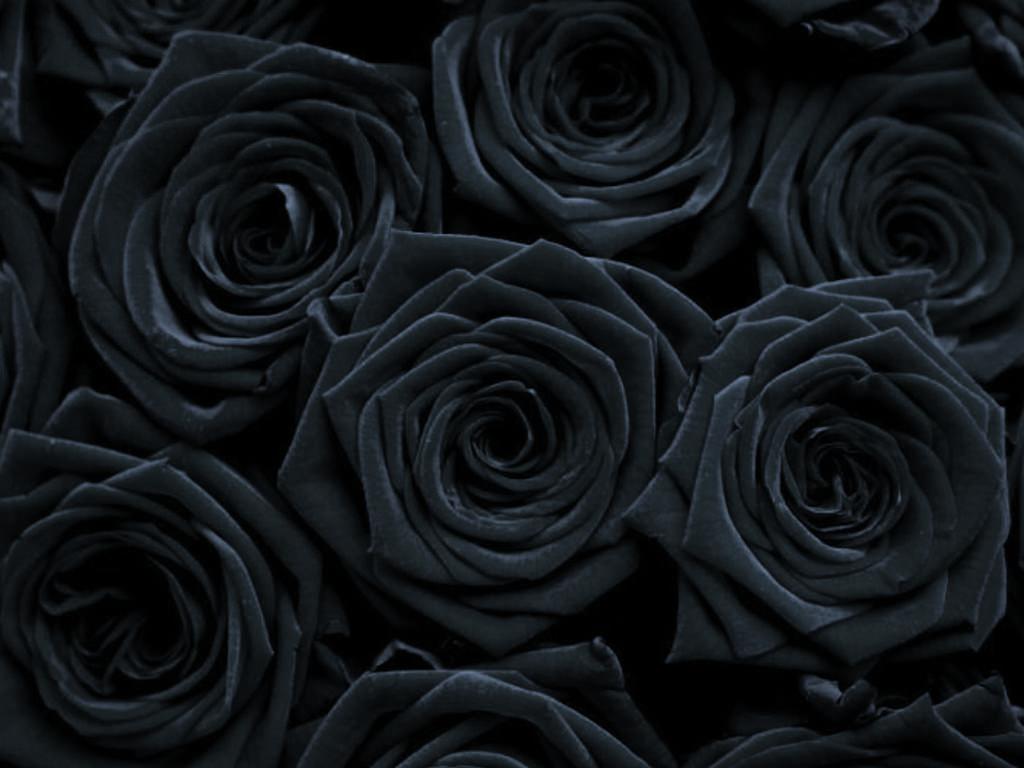 1024x768 Gothic Roses Wallpapers - Top Free Gothic Roses Backgrounds
