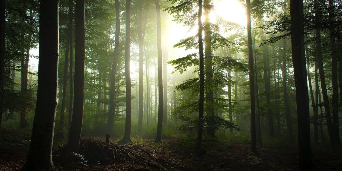 1920x1080 HD Forest Wallpapers - Top Free HD Forest Backgrounds - WallpaperAccess