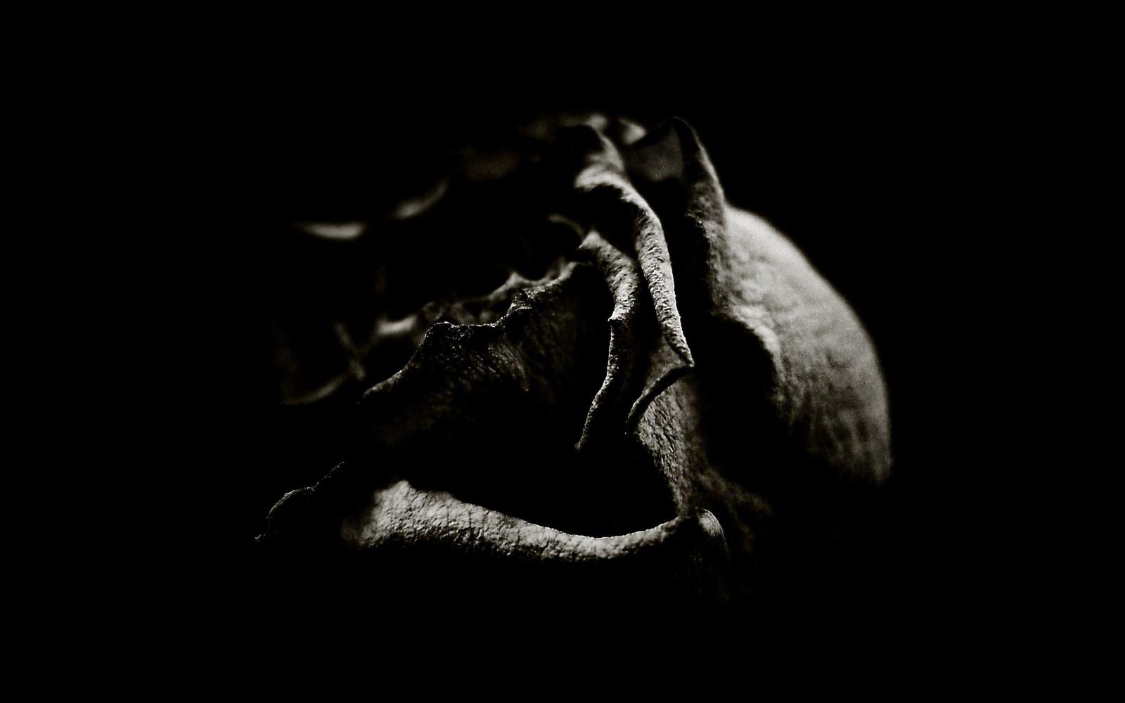 2560x1600 eletragesi: Black Rose Wallpaper Gothic Images