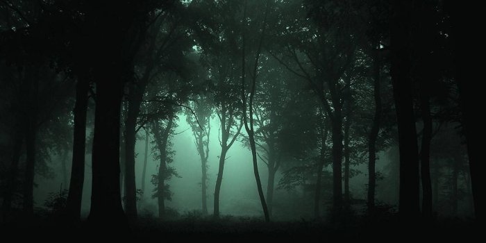 1920x1080 Pix - Forest At Night (#56505) - HD Wallpaper Download