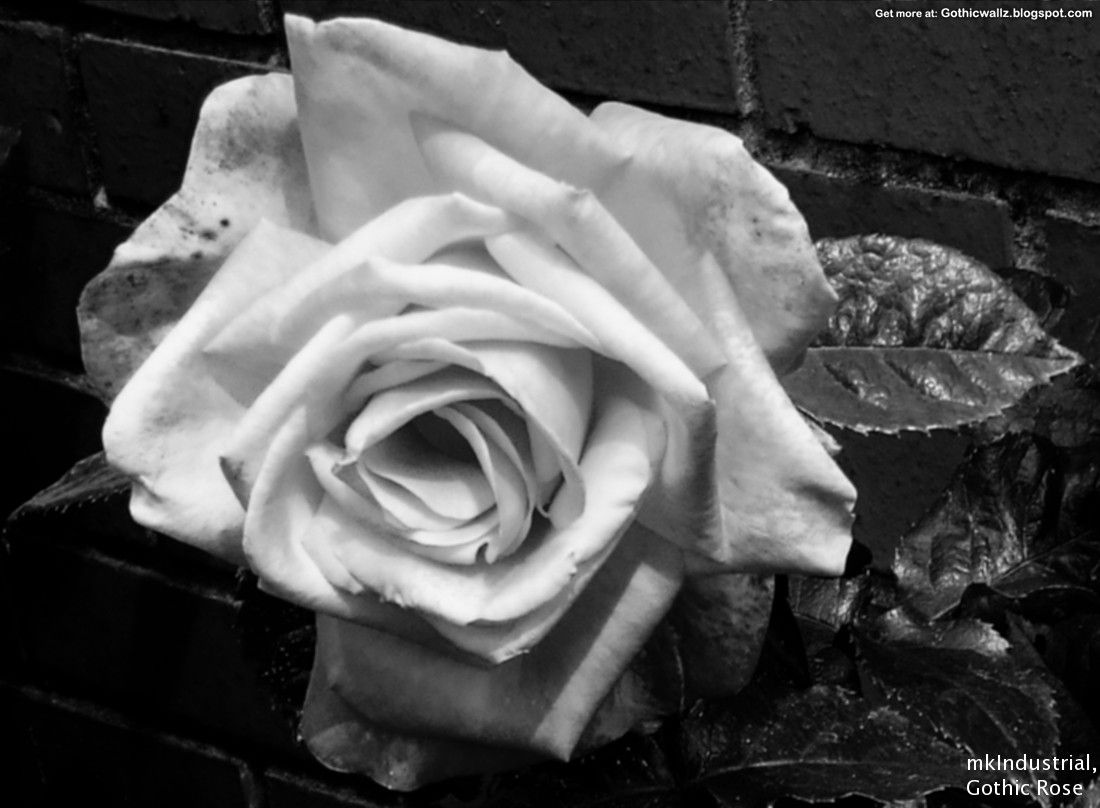 1100x808 Gothic Rose 3 - Dark Gothic Wallpapers - FREE Gothic Wallpaper