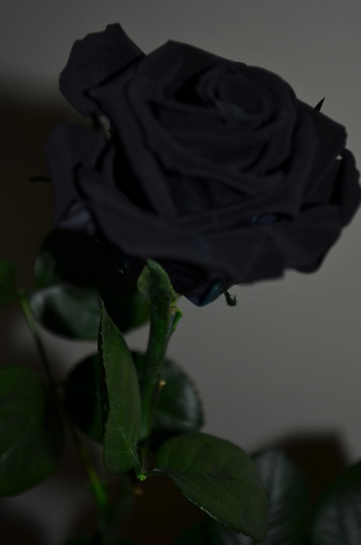 736x1111 Most Design Ideas Black Gothic Rose Wallpaper Pictures, And